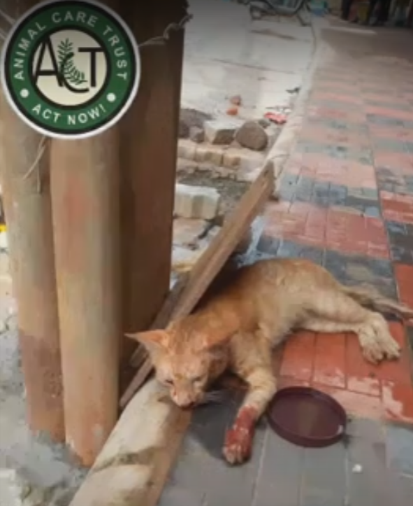 Animal Care Trust: Rescue, shelter abandoned, injured street animals in  Mangalore, Karnataka, India.
