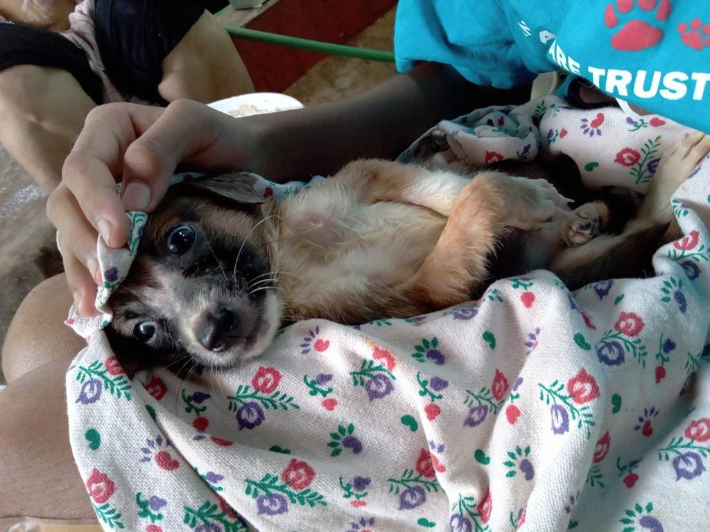 Animal Care Trust: Rescue, shelter abandoned, injured street animals in Mangalore, Karnataka, India. Animal Care Trust: Rescue, shelter abandoned, injured street animals in Mangalore, Karnataka, India.