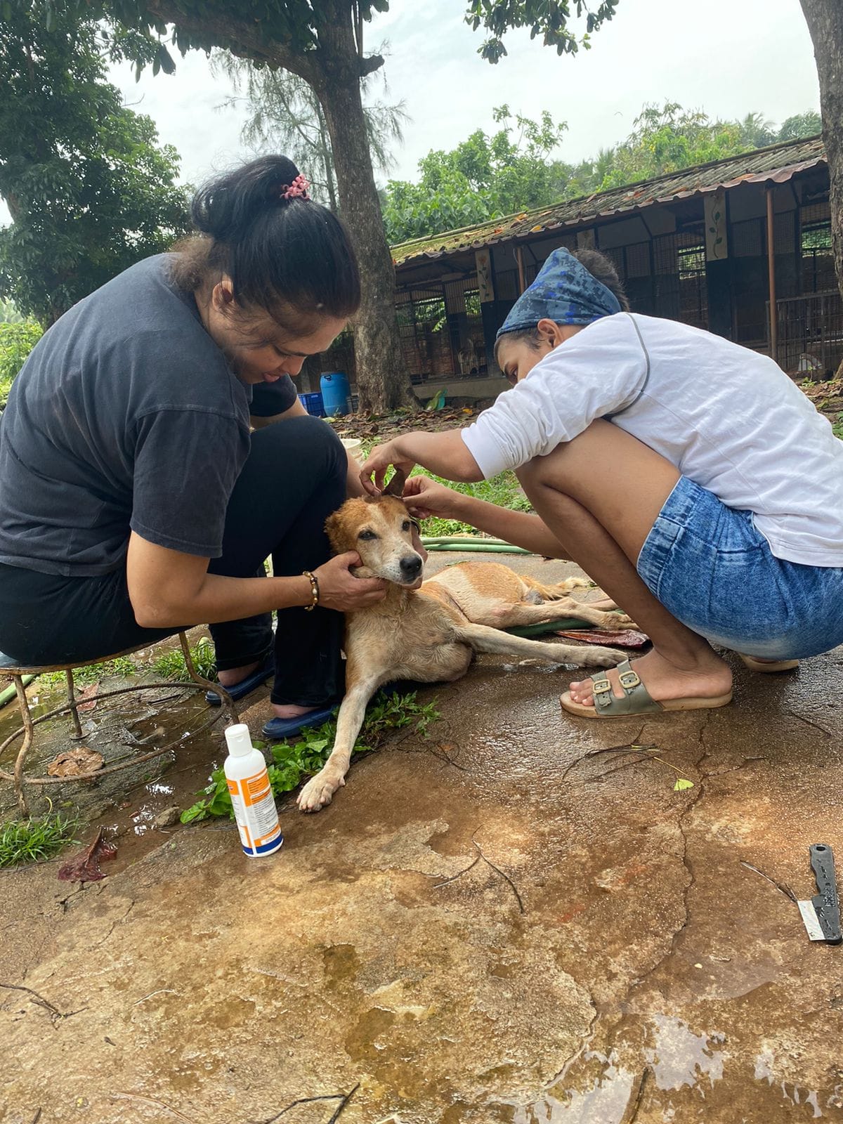 Animal Care Trust: Rescue, shelter abandoned, injured street animals in Mangalore, Karnataka, India. Animal Care Trust: Rescue, shelter abandoned, injured street animals in Mangalore, Karnataka, India.