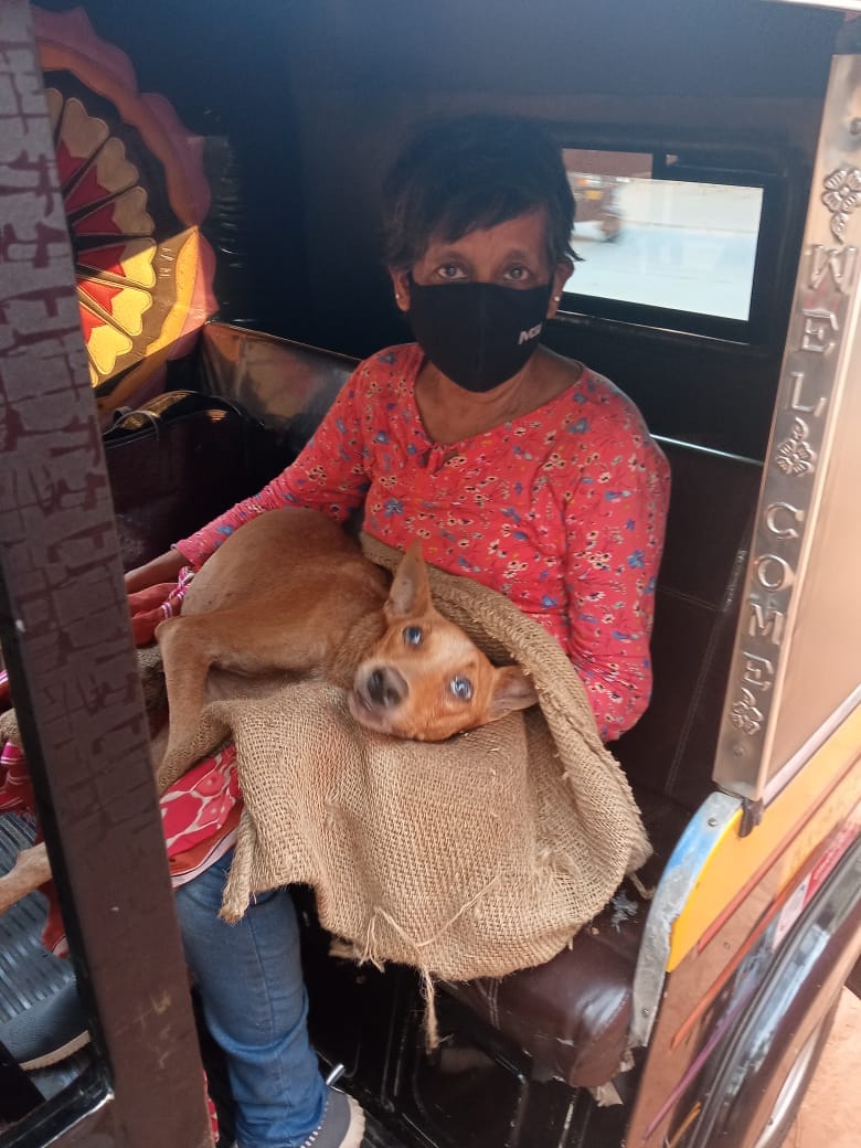Animal Care Trust: Rescue, shelter abandoned, injured street animals in Mangalore, Karnataka, India. Animal Care Trust: Rescue, shelter abandoned, injured street animals in Mangalore, Karnataka, India.